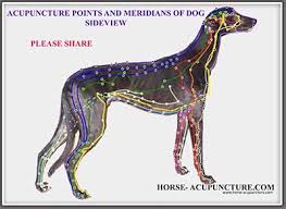 Canine Acupuncture Acupressure Points And Meridians Charts