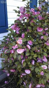 Plantfiles Pictures Common Camellia Japanese Camellia Pink Perfection Camellia Japonica 8 By Jaxflagardener Shade Flowers Pretty Flowers Flower Garden