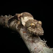 Image result for Urochloa comata