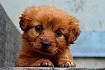 Small Dog Breeds | Pets4Homes