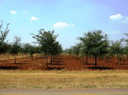 Image result for Faidherbia