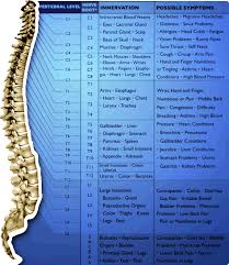 Spinal Nerve Chart Nutritional Health Now