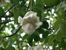 Image result for Adansonia digitata