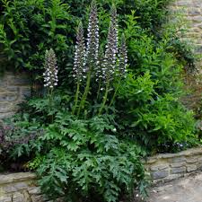 Image result for Acanthus