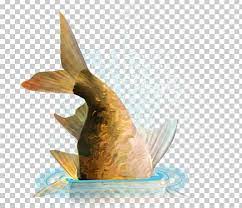 Pin On Fish
