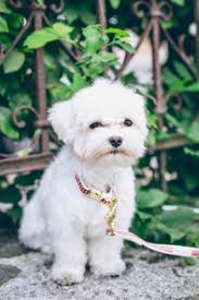 Regular grooming keeps your maltese healthy and looking good. Can A Purebred Maltese Puppy Have Curly Hair