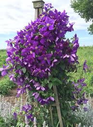 Image result for Clematis