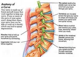 Under the left side of your rib cage are your heart, your left kidney, left lung, and spleen. Pin On Book