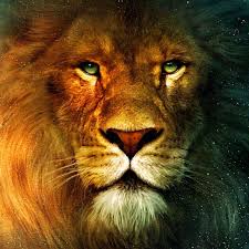 We did not find results for: Daily Lion Daily Lion Updated Their Profile Picture