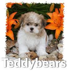 Franklin's teddy bear puppies, loogootee, indiana. About Teddybear Puppies Temperament Life Span Size Age Color Info