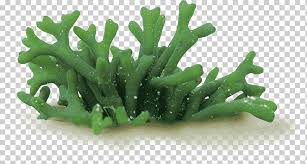 chlorella spirulina algae cell wall spirulina food grass cell png klipartz chlorella spirulina algae cell wall