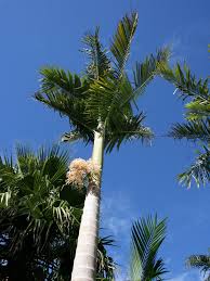 Image result for Archontophoenix alexandrae