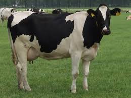 Black And White Cow Breed Name Holstein Friesian Cow Holstein Friesian Cattle Holstein Friesian Picture Hf Cow Cow Cow Photos