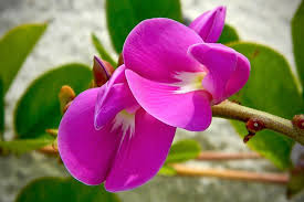 Image result for Canavalia africana