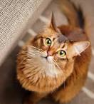 Somali Cat: Temperament, Kittens, Price and Life Span