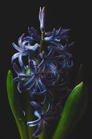 Image result for Hyacinthaceae