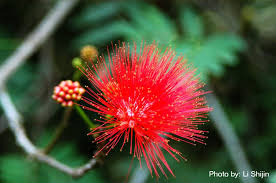 Image result for Calliandra haematocephala