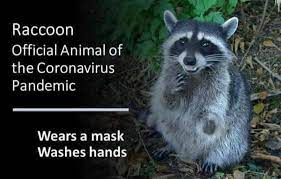 Currently our database contains 40266 spelling explanations and 3707 full definitions with examples. Bush Baby The Raccoon And If You Rearrange The Letters In Corona It Spells Racoon Thanks Trevor Facebook