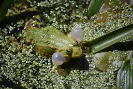 Mit dem gequake balzen die männer und markieren ihr revier. Der Teichfrosch Fotos Und Video Vom Quakenden Teichfrosch Medienwerkstatt Wissen C 2006 2021 Medienwerkstatt