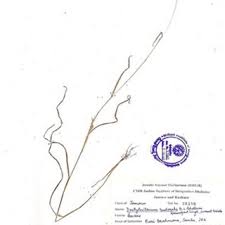 Image result for Brachychloa schiemanniana