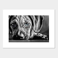 The recessive or the rare trait is the white color as well as blue eyes. Blue Eyed Black White Puppy Blue Eye Puppy Posters And Art Prints Teepublic