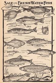 Find over 6,000 free vintage images, illustrations, vintage pictures, stock images, antique graphics, clip art, vintage photos, and printable art, to make craft projects, collage, mixed media, junk journals, diy, scrapbooking, etc! Vintage Shell Prints For Beach House Decorating Fine Craft Guild