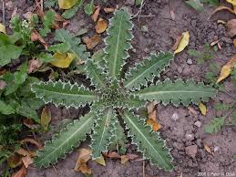 Image result for Carduus