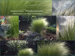 Image result for Polystachya tenuissima