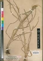 Image result for Carex echinochloe