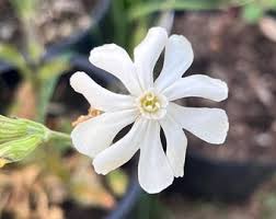 Image result for Helinus integrifolius