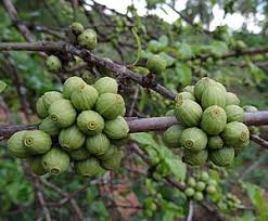 Image result for Coffea racemosa