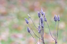 Flowers are a nectar source for many butterflies and leaves are a food source for monarch butterfly larvae (caterpillars). Seed Pods Purple Oblong Flower Overblommad Pikist
