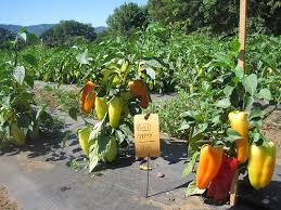 Gypsy plants are prolific and dependable growers that are likely to become a garden staple. Stories From The Field Breeding Seeds Of Success National Sustainable Agriculture Coalitionnational Sustainable Agriculture Coalition