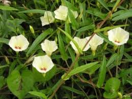 Image result for Xenostegia tridentata