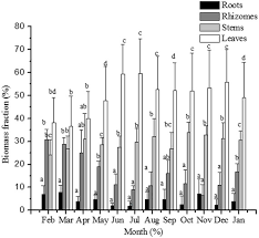 Image result for Vossia cuspidata