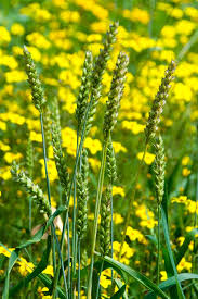 Image result for Panicum miliaceum