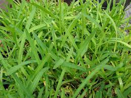 It grows well in nearly all soil types and tolerates shade, heat, salt and is drought tolerant. How To Care For St Augustine Grass Dengarden