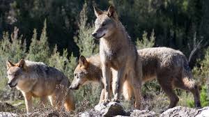 Order online from the web's leading fur house Beware The Return Of The Iberian Wolf Say Spain S Farmers Bbc News
