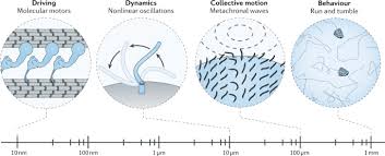Maybe you would like to learn more about one of these? The Multiscale Physics Of Cilia And Flagella Nature Reviews Physics