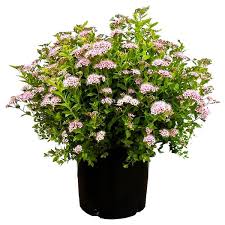 Image result for Spiraea japonica ´Little Princess