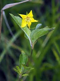 Image result for Lysimachia barbata