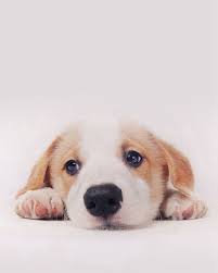 Pets Dogs Cats Cute Cute Dog Wallpaper Cute Puppies Dog Background