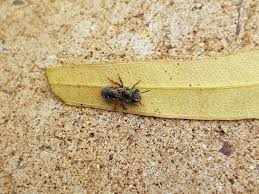 Image result for Lipotriche