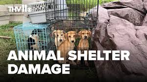Arkansas, the midwest and the northeast regions of the us. Dogs Escape Pet Rescue After Severe Weather Damages Kennels Localmemphis Com