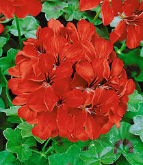 Ich erzähle euch, was sich bei mir bewährt hat. Tiroler Hangegeranien Kollektion 1a Qualitat Baldur Garten