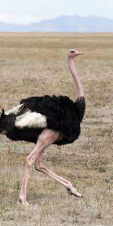 Birds That Cannot Fly With Their Names Ostrich Ostriches Animals Wild Pet Birds