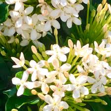 From thumbs.dreamstime.com consegna fiori bianchi a domicilio: Arbusti Da Fiore Da Vaso Vf Maria Vista Farms Per Aiuola A Fiori Bianchi