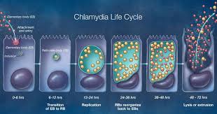 Image result for Chlamydia Trachomatis