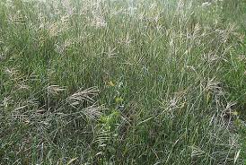 Image result for Bothriochloa