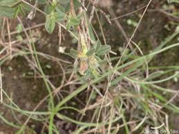 Image result for Stylosanthes fruticosa